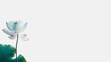 Amazing Lotus Flower Isolated on White Background and Space for Message. . photo