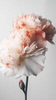 Amazing Image of Soft Color Carnation Flower. Generative AI. photo