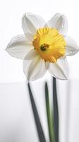 Stunning Close Shot of Blossom Soft Color Daffodil Flower with Water Drops. Generative AI. photo