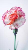 Amazing Image of Soft Color Carnation Flower. Generative AI. photo