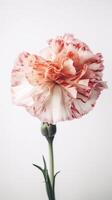 Amazing Image of Soft Color Carnation Flower. Generative AI. photo