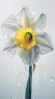 Stunning Close Shot of Blossom Soft Color Daffodil Flower with Water Drops. . photo