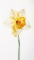 maravilloso cerca Disparo de florecer narciso flor en amarillo y blanco color. foto