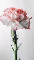 Amazing Image of Soft Color Carnation Flower. Generative AI. photo