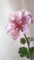 Striking Image of Soft Pink Blossom Cranesbill Flower. Generative AI. photo