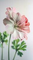 Striking Image of Soft Pink Blossom Cranesbill Flower with Leaf. Generative AI. photo