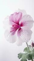 Striking Images of Soft Pink Blossom Geranios Flower with Water Drops. Generative AI. photo