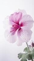 Striking Images of Soft Pink Blossom Geranios Flower with Water Drops. Generative AI. photo