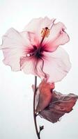 Striking Image of Soft Pink Blossom Hibiscus Flower. Generative AI. photo