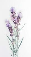 Stunning Lavender Flowers Drawing Vertical Template or Card Design. photo