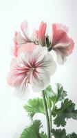 Striking Image of Soft Pink Blossom Cranesbill Flower with Leaf. Generative AI. photo