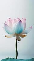 Amazing Image of Natural Multi Color Lotus Flower with Water Drops. . photo