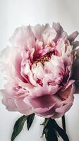Striking Image of Soft Pink Peony Lactiflora Flower Stem. . photo