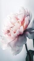 Striking Image of Soft Color Peony Lactiflora Flower Stem. Generative AI. photo