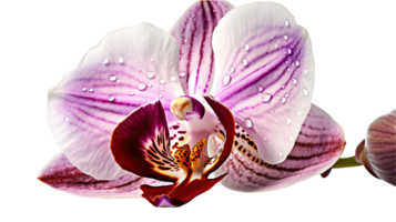 l'eau gouttelettes de magnifique orchidée fleur sur transparent Contexte. génératif ai. png