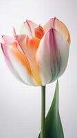 Stunning Macro Shots of Multi Natural Color Tulip Flower Branch. . photo
