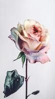 Striking Image of Water Droplets Soft Color Rose Flower Stem. Generative AI. photo