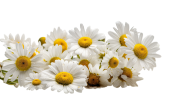 Beautiful Image of Fresh Daisies Flowers on Transparent Background. Generative AI. png