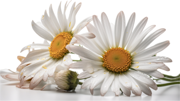 Water Droplets of Fresh Daisies Flower on Transparent Background. Generative AI. png