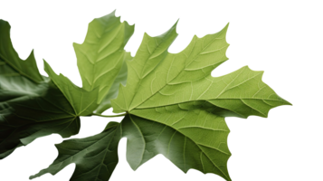 Macro Image of Green Maple Leaf on Transparent Background. . png