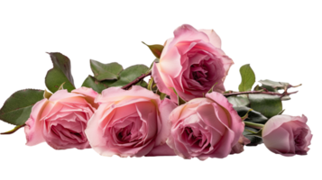 Photography of Beautiful Pink Roses and Leaves on Transparent Background. Generative AI Technology. png
