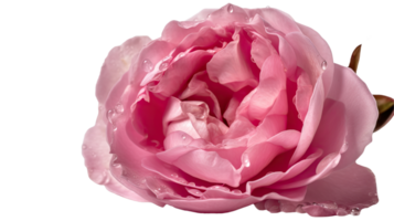 sbalorditivo Immagine, acqua goccioline di bellissimo rosa rosa fiore su trasparente sfondo. generativo ai tecnologia. png