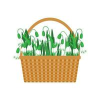 Wicker basket with snowdrop flowers on a white background. Floral background, card, spring illustration, vector