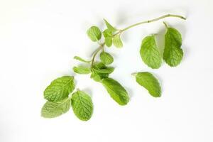 Green Mint Leaf photo