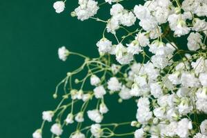 Small white busy baby breath flower bunch on green background photo
