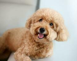 Small pet brown dog looking happy at camera photo