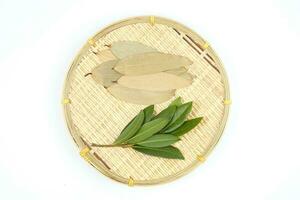 Bay leaf herb spice photo