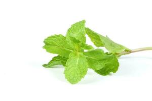 Green Mint Leaf photo