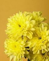 small yellow chrysanthemum mum flower bunch macro closeup on white background photo