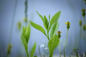 Green leafy plant between closed buds of yellow flowers on blue water background photo