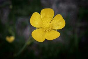 Yellow Meadow Buttercup flower commmon giant open five petal blossom on dark blurry background photo