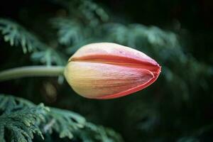 Red closed tulip flower on dark green fir branch bokeh effect photo