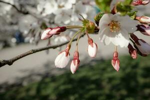 Big white and pink japanese cherry Sakura closed blossoms on blurry background photo