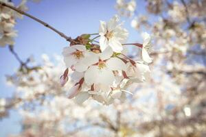 White open flowers on thin branch of japanese cherry close up in the spring garden park on blue sky photo