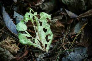 A dead green leaf with holes lying on the brown dry leaves forest carpet in scarce sun light photo