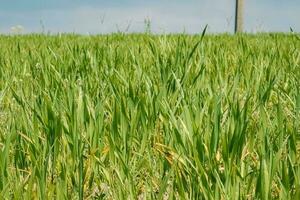 Green leaves of juicy long grass on spring meadow in sunlight side view photo