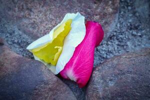 Rose flower petals red white and yellow lying on rocks of an old road after wedding ceremony photo