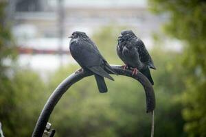 Two pigeons sitting on a wire pipe in spring rain with railroad and green trees on the background photo