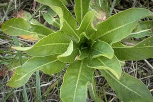 Star like growing Woad leaves on a spring meadow top down view photo