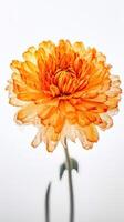 Stunning Macro Shots of Water Droplets Orange Carnation Flower. . photo