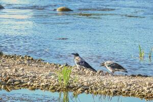 Two crows walking on dry rocks near the blue river water on sunny day photo