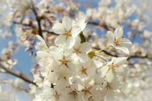 White flowers and closed buds on thin branch of japanese cherry close up in the spring garden park on blue sky photo