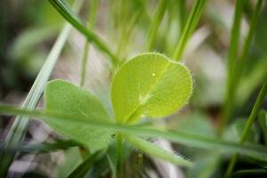 Single isolated leaf of wood sorrel between long green grass photo