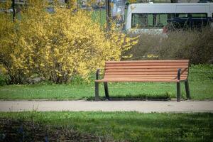 de madera banco en pie cerca camino con grande amarillo floreciente cobertura en el antecedentes en un ciudad parque foto