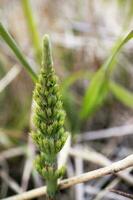 Field horsetail sprout with dew drop closeup selective focus on blurred dry grass background photo