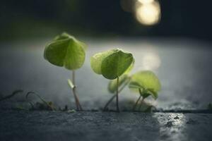 Tiny wood sorrel leaves and closed bud growing between marble blocks in sunset light background photo